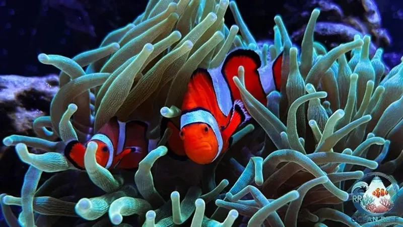 O Mundo Fascinante dos Peixes Palhaço Ocellaris